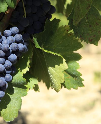 Cepage tannat Cepage tannat
