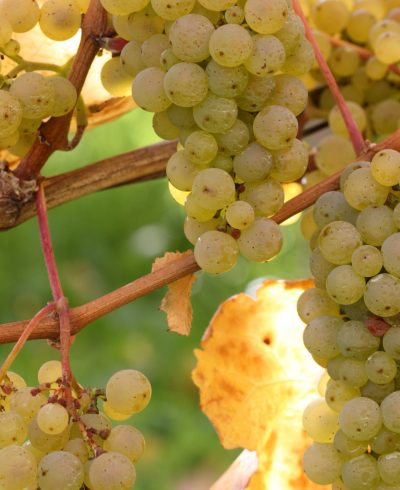 CEPAGE-CHENIN CEPAGE-CHENIN